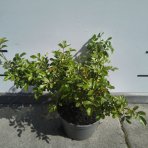 Ruža pôdopokryvná (Rosa) ‘THE FAIRY’ –  výška 15–30 cm, kont. C1,5L